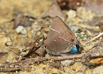 White M Hairstreak